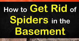 get rid of spiders in the basement