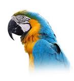Image result for About Blue And Gold Macaw