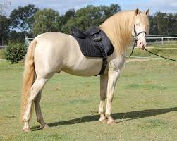 Free to list anything under $5,000, for anything over its just $40. Majestic Spanish Horses