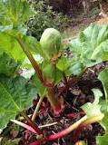 What is the best fertilizer for rhubarb?
