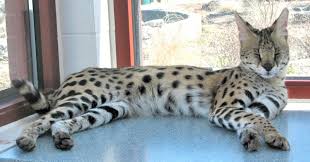 Serval cats are domesticated in some households, but they are still wild animals. Owner Of Caseville Serval In Compliance With Michigan Large Carnivore Act Mlive Com