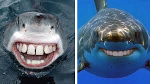 funny shark pictures with human teeth
