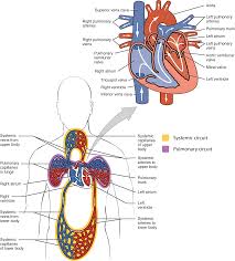 19 1 Heart Anatomy Anatomy Physiology