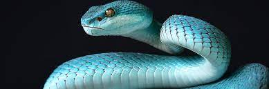 Snakes are cold blooded which is why they do need the warmer temperatures to help them survive. Honda Investigates Suspected Snake Ransomware Attack
