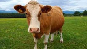 What is a female cow called?