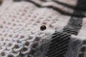 insect pests in your upholstered furniture