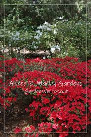 alfred b maclay gardens gardens visitor