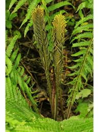 Matteuccia struthiopteris (Ostrich fern) | Native Plants of North America