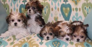 Shih tzus do not shed and are hypoallergenic. Welcome To Royal T Mi Kis In Colorado Usa