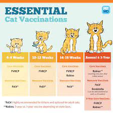 When Kittens Need Vaccinated gambar png