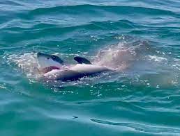 great white shark seen devouring