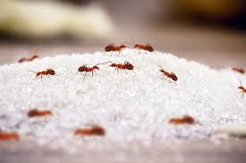 ant control how to tackle invasions in
