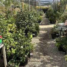 glendora gardens nursery and tree farm