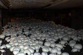 Growing Mushrooms In Your Basement Is