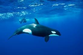 15 Amazing Facts About Orcas Discover Wildlife