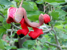 Tamarind Seed | The flowers of my Sweet Tamarind Tree or Hua… | Flickr
