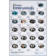Amazon Com Avian Embryology Chart Industrial Scientific