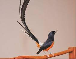 Search anything about kicau ideas in this website. Jenis Burung Murai Batu Medan Gambar Burung Burung Berburu Burung