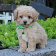 Find bichon frise puppies and breeders puppies for sale cavapoos ** poochons, bichpoos. Bichpoo Poochon Puppies For Sale Adopt Your Puppy Today Infinity Pups