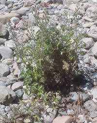 Delphinium pictum Willd. - Flora Mediterranea - Funghi in Italia ...