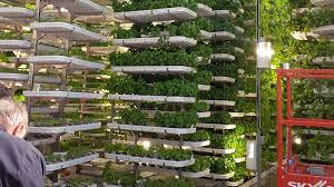 benefits of hydroponic gardening for