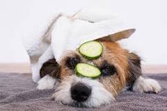 Are cucumbers OK for dogs?