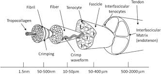 Extensor tendon diagram 2 47 peak torque of flexor and extensor leg muscles during isokinetic. Tendon Physiology And Mechanical Behavior Structure Function Relationships Sciencedirect