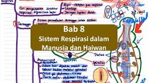 Nota kreatif (ringkas) biologi spm (tingkatan 4 dan tingkatan 5). Biologi Spm T4 Bab 8 Sistem Respirasi Dalam Manusia Dan Haiwan Youtube