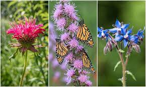 60 plants to attract bees erflies