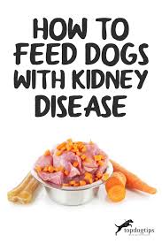 dog kidney disease t 101 evidence