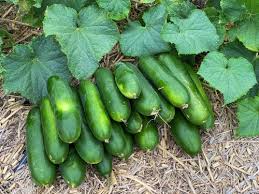 Growing Cucumbers In The Home Garden