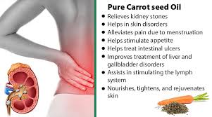 Image result for benefits of carrot seed essential oil