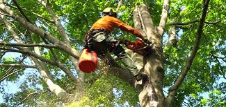 tree workers vs arborists what s the