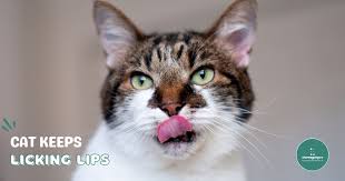 why your cat keeps licking lips and