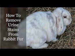 remove urine stains from rabbit fur