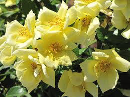 flower carpet yellow rose buchanan s