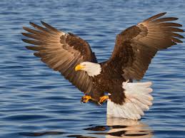 On eagles' wings, lakewood's christmas bird count soars: 10 Majestic Facts About The Bald Eagle