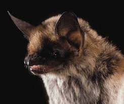 Washington State Bat Conservation Plan