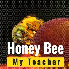 Honey Bee My Teacher