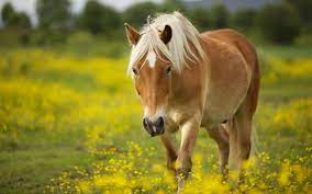 76 cute horse wallpapers