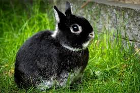 What Age Do Rabbits Stop Growing Rabbit Care Tips