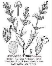 Satureja hortensis - Online Virtual Flora of Wisconsin