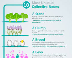 most unusual english collective nouns
