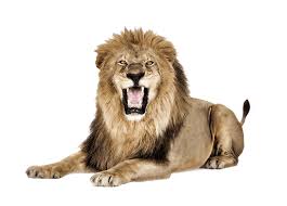 lion roar transpa png stickpng