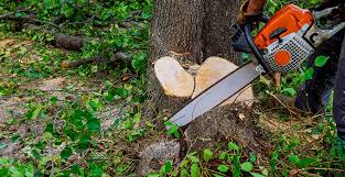 Image result for Tree Services