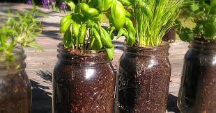 How To Grow Herbs In Mason Jars Livin