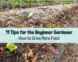 Tips For The Beginner Gardener