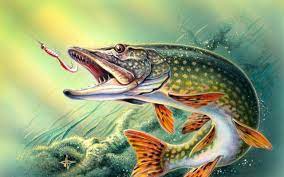 trout fishing wallpaper 45 images