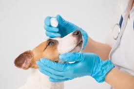 dog eye infection symptoms and