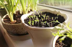 how to grow a windowsill veg plot the